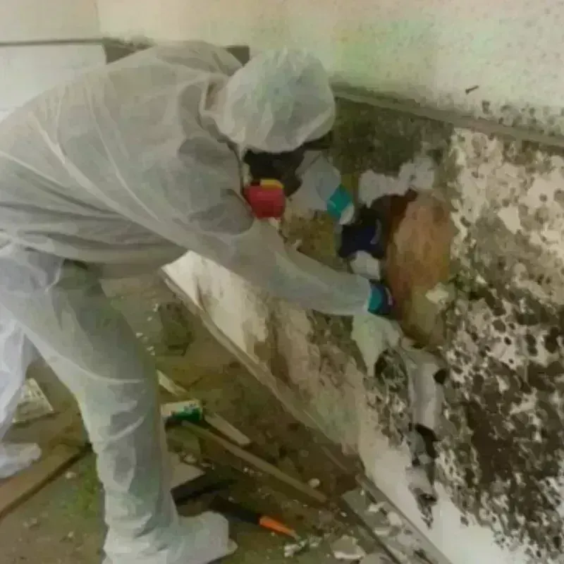 Mold Remediation and Removal in Pflugerville, TX